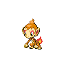 chimchar